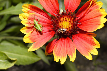 Green grasshopper and bee on a flower orange-yellow helenium mac