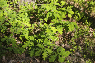 oak tree leaves in summer