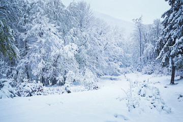 Beautiful winter landscape
