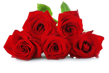 Obraz premium Five red roses on white background