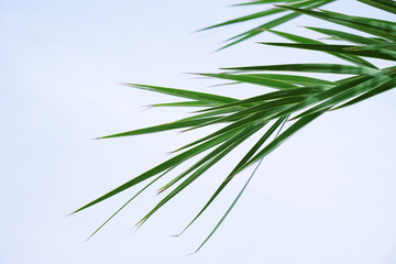 Palm leaves on blue sky background