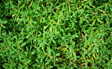 Exotic green bush background