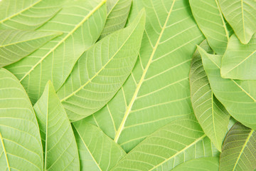 Green leaves background