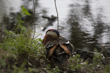 Mandarin Duck (Aix galericulata)