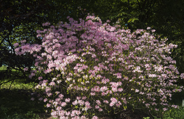 spring garden with cherry blossoms