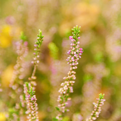 Blooming of beautiful heather flowers, natural seasonal vintage hipster floral background