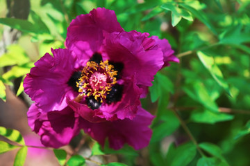 Beautiful purple flower in botanical garden, close up