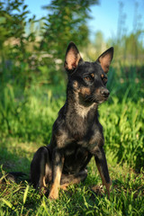 Cute little puppy sitting on grass