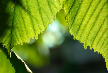 Chestnut tree leaves on blurred background