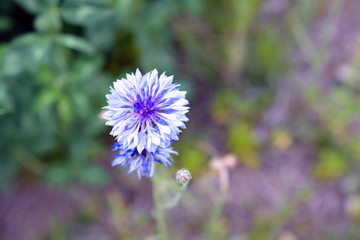 Detailed Purple Wildflower