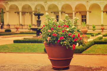 Fototapeta na wymiar Ceramic pots with blooming red and white flowers in the park with green lawn and antique building patio at the background