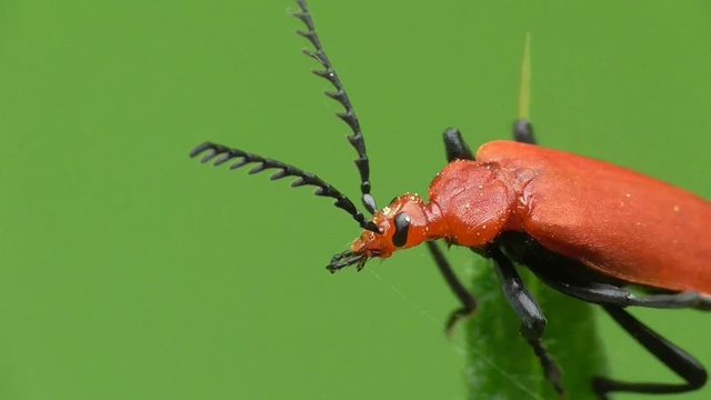 Rotk&ouml;pfiger Feuerk&auml;fer