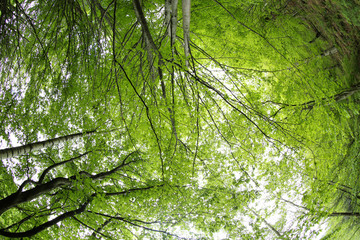 Huge trees on sky background. Picturesque Carpathian landscapes