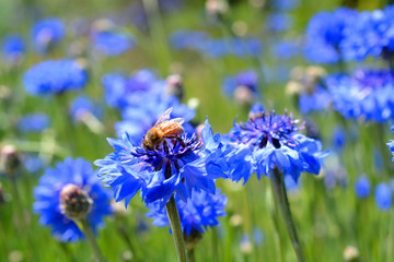 Bee in Flower Field