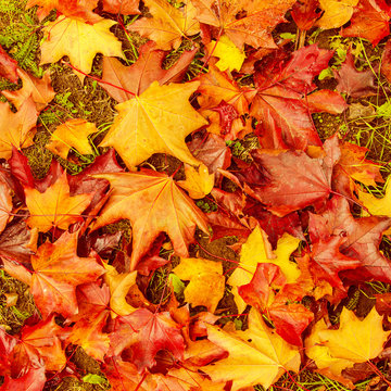 Autumn natural flat background with colorful red maple leaves on a green grass