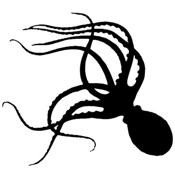 silhouette octopus. vector silhouette. illustration mollusk