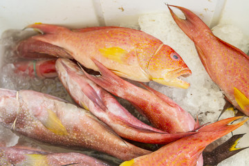 Fresh mullets catch on ice, displayed for sale at a local fish market stand