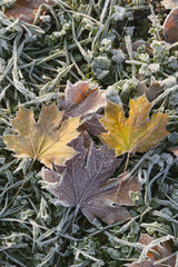 Four frozen leaves on frozen grass.