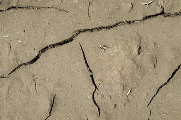 drought