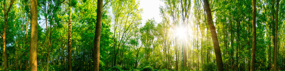 Wald Panorama bei Sonnenschein