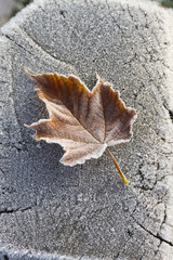 Frozen leaf on the frozen wooden beam.