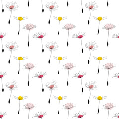 Dandelion seeds on white background