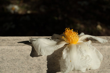 fiore bianco su legno