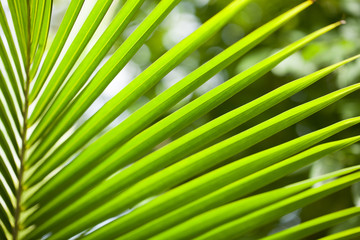 Naklejka premium close up view of nice green palm leaf on natural background