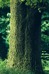 big old tree in green forest