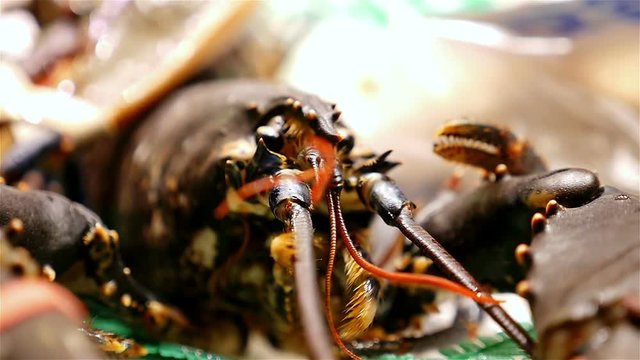 Seafood. Moving crabs at the La Boqueria food market, Barcelona, Spain