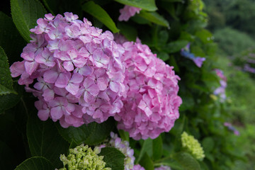 雨の日のあじさい（紫陽花）