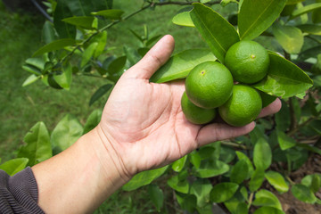 Fresh lime with green leaf.
