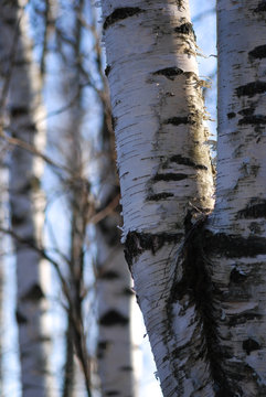 Fototapeta Birch trunks lighted evening sunlight