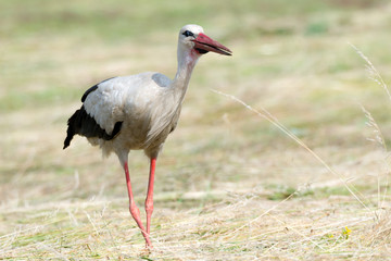 Storch Weißstorch (Ciconia ciconia) auf Nahrungssuche auf einer Wiese