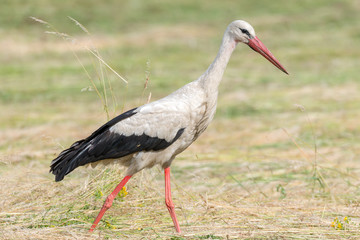 Storch Weißstorch (Ciconia ciconia) auf Nahrungssuche auf einer Wiese