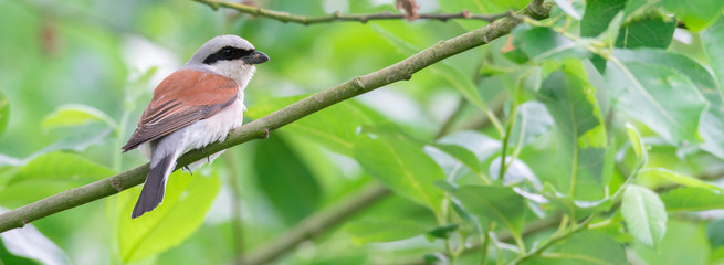 Neuntöter (Lanius collurio) Männchen sitzt auf einem Ast des Baumes