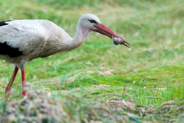 Storch Weißstorch (Ciconia ciconia) mit erbeuteter Maus im Schnabel