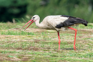 Storch Weißstorch (Ciconia ciconia) mit gefangenem Grashüpfer Heupferd