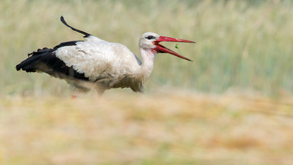 Storch Weißstorch (Ciconia ciconia) mit erbeutetem Grashüpfer Heupferd