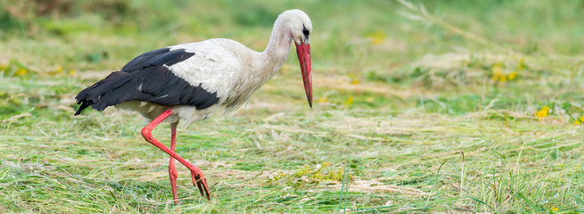 Storch Weißstorch (Ciconia ciconia) auf Nahrungssuche auf einer Wiese
