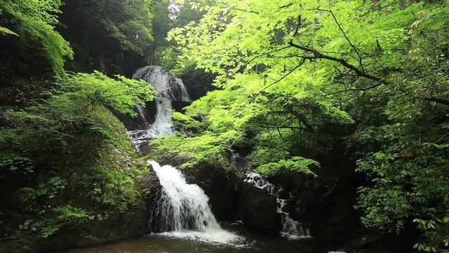 滝と新緑（愛媛県久万高原町遅越滝）／フィックス
