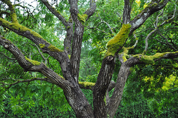 Golden rain tree covered with moss