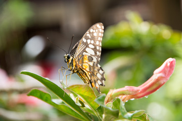 butterfly  and  flowers