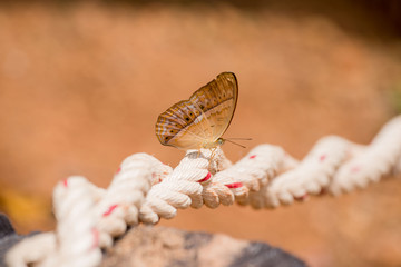beautiful butterfly, colorful butterfly ,Butterfly in garden 