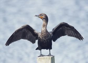 Great cormorant