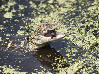 Baby American Alligator feeding