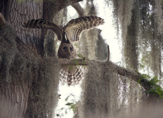 Young Barred Owl