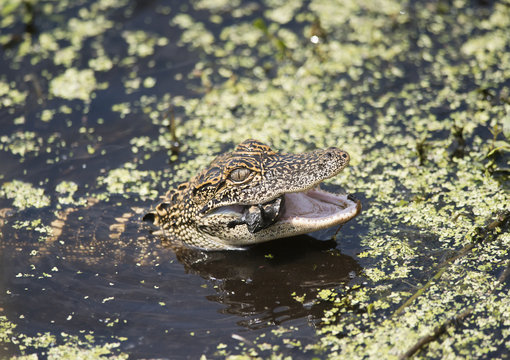Baby American Alligator feeding