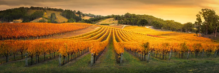 Foto auf Acrylglas Weingarten Wunderschöner Weinberg in den Adelaide Hills