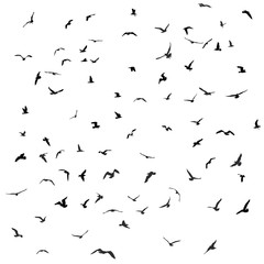 Birds, gulls, black silhouette on white background. Vector